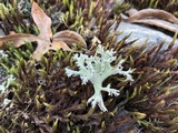 Cladonia caroliniana image