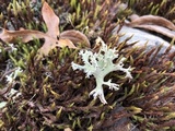 Cladonia caroliniana image