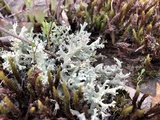 Cladonia caroliniana image