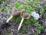 Helvella elastica image