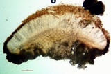 Sarcogyne similis image