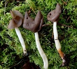 Helvella compressa image