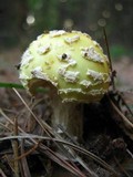 Amanita amerimuscaria image