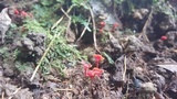 Hygrocybe aphylla image