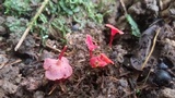 Hygrocybe aphylla image