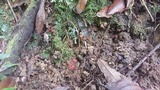 Hygrocybe aphylla image