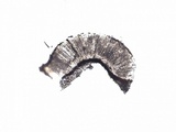 Phaeographis dendritica image