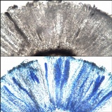 Phaeographis dendritica image