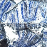 Phaeographis dendritica image