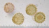 Hypomyces cervinigenus image