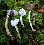 Hypomyces cervinigenus image
