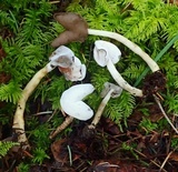 Hypomyces cervinigenus image