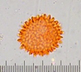 Hypomyces cervinigenus image