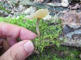 Helvella cupuliformis image