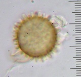 Hypomyces cervinigenus image