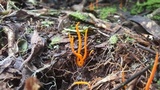 Clavulinopsis aurantiocinnabarina image
