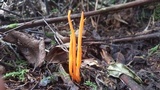 Clavulinopsis aurantiocinnabarina image
