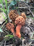 Morchella americana image