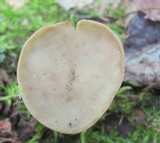 Helvella cupuliformis image