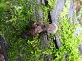 Phellodon tomentosus image