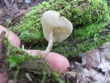 Helvella cupuliformis image