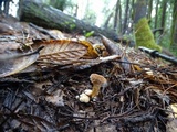Hydnum oregonense image