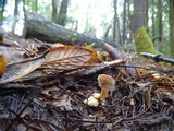 Hydnum oregonense image
