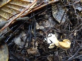 Hydnum oregonense image