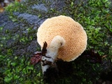Hydnum oregonense image
