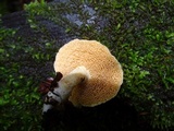 Hydnum oregonense image