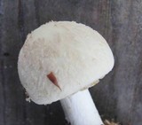 Amanita citrina f. lavendula image