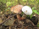 Hypomyces completus image