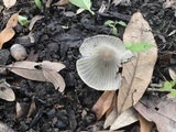 Parasola plicatilis image