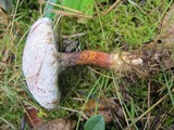 Hypomyces completus image