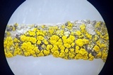 Candelariella aurella image