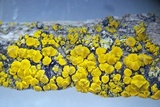 Candelariella aurella image