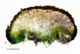 Candelariella aurella image