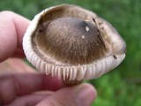 Hygrophorus inocybiformis image