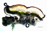 Myriolecis hagenii image
