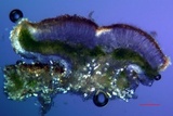 Myriolecis hagenii image
