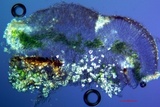 Myriolecis hagenii image