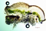 Myriolecis hagenii image