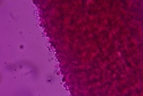 Phellodon confluens image
