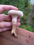 Hygrophorus inocybiformis image