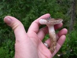 Hygrophorus inocybiformis image