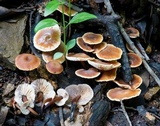 Gymnopus brassicolens var. brassicolens image