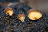 Crepidotus crocophyllus image