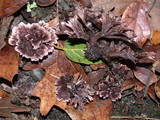 Thelephora terrestris image