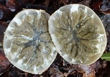 Protubera sabulonensis image