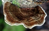 Coriolopsis caperata image